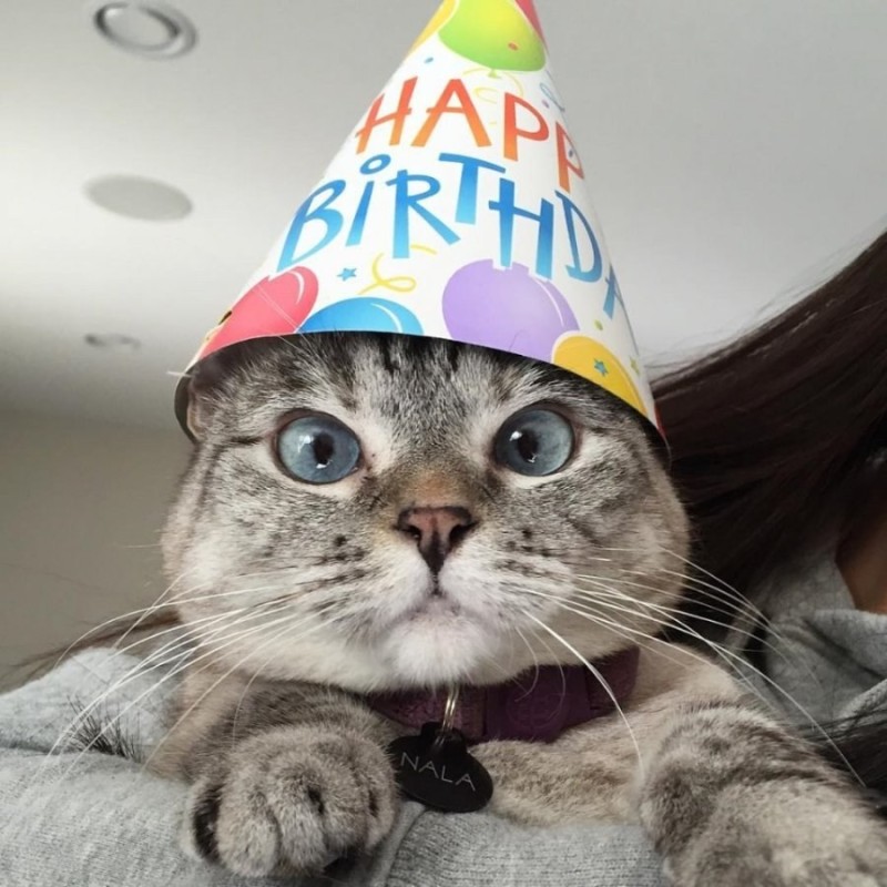 Create meme: a cat in a festive cap, happy birthday cat, cat memnvyj dr