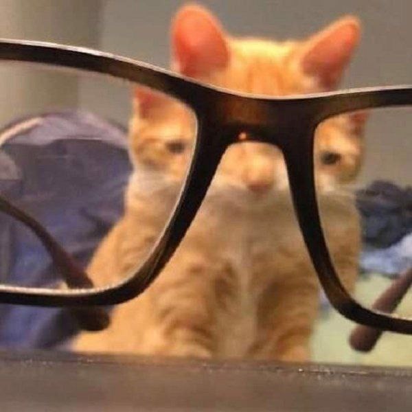 Создать мем: котик, кот через очки