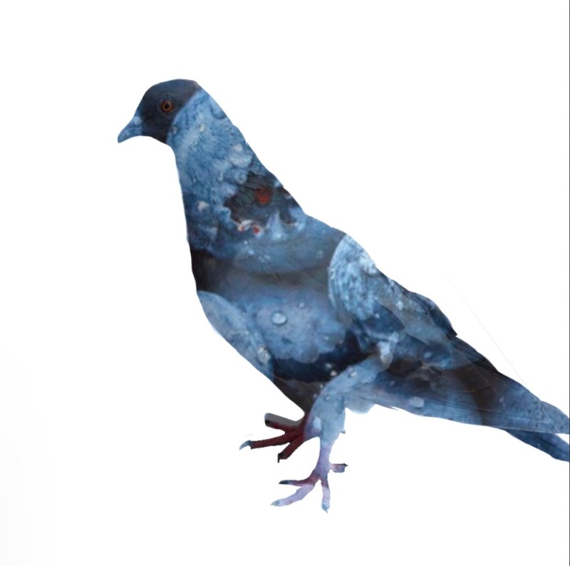 Create meme: dove , dove , pigeons doves