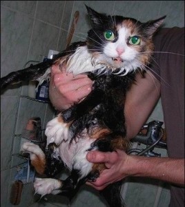 Create meme: cat funny, wet cat