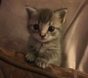 Create meme: kitties , sonya's kittens, kitten grey