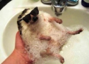 Create meme: funny pictures, funny animals, hedgehog in the sink