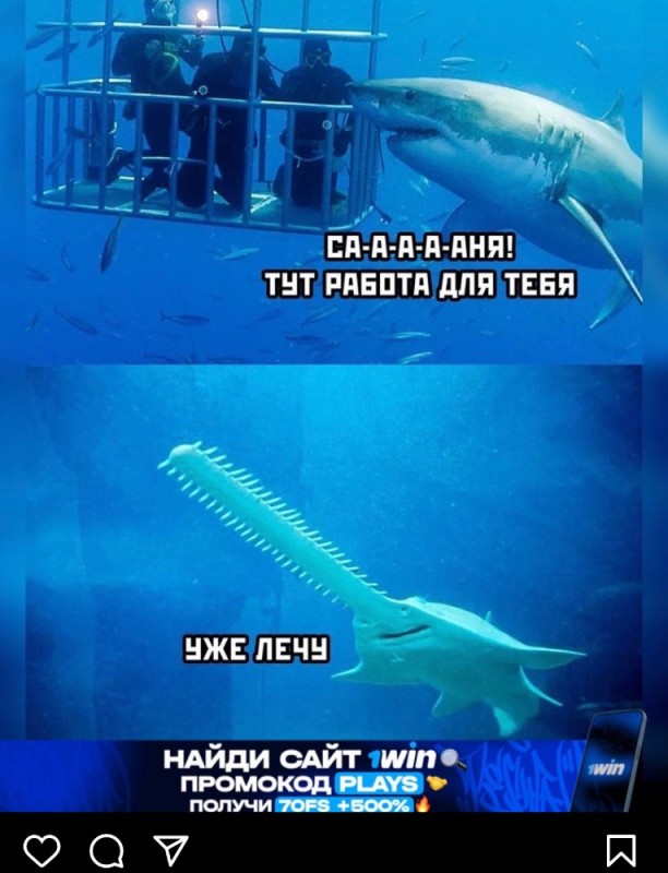 Создать мем: погружение с белыми акулами, акула, мелкозубый пилорыл