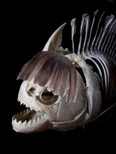 Создать мем: скелет рыбы пираньи, скелет рыбы, скелет хищной рыбы