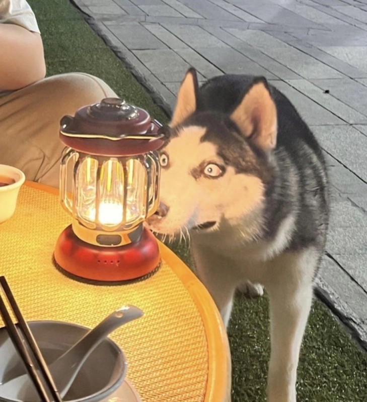 Создать мем: хаски собака, кемпинговый фонарь, ретро фонарь