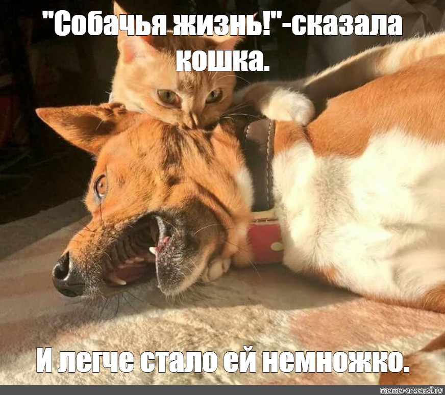 Мем кошка собака