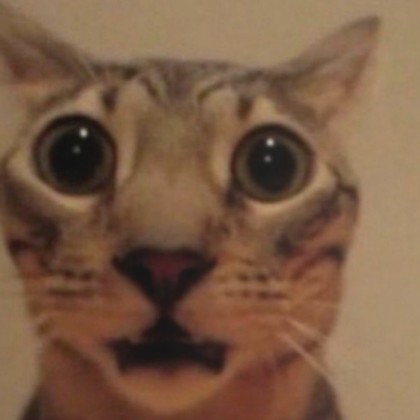 Создать мем: смешные кошки, испуганный кот мем, милые котики смешные