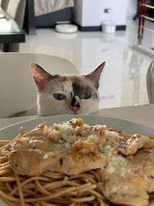 Create meme: funny cats, animals cute, cat food