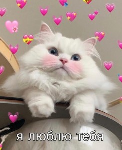 Create meme: cat cute, seals, cute cats
