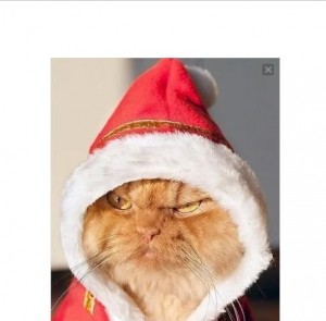 Create meme: angry cat, christmas cat, the most famous cat