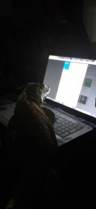 Создать мем: абингдонская слоновая черепаха, экран, красноухая черепаха