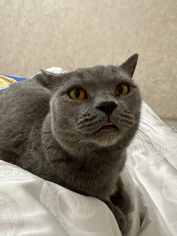 Create meme: cat British, Scottish, Scottish fold cat