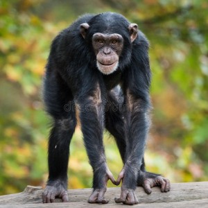 Create meme: male chimpanzees, chimp smiles, the common chimpanzee