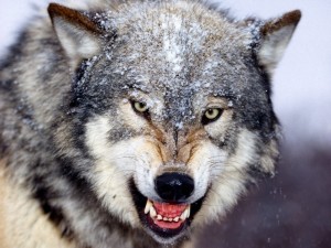 Create meme: fierce wolf, wolf, the grin of a wolf