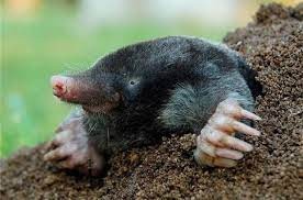 Create meme: mole European, the little mole, mole blind eyes
