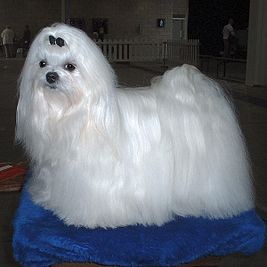 Create meme: Maltese, Maltese Maltese black, lapdog