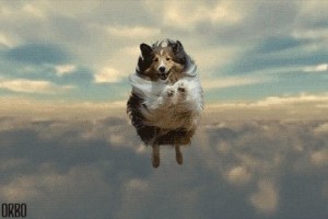 Создать мем: овчарка аусси, летающая собака, австралийская овчарка дейзи