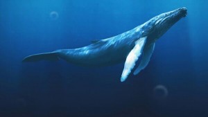 Создать мем: синий кит, голубой кит, самое большое животное