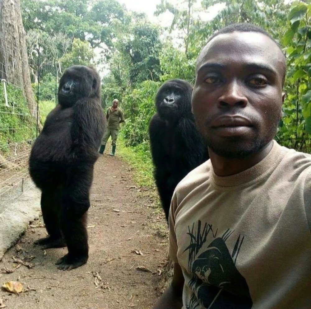 Создать мем: горилла, горилла горилла, две гориллы