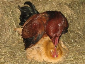Создать мем: петух, курица, фото курицы как высиживает яйца