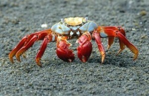 Create meme: Crab