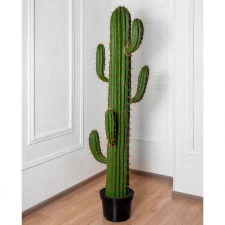 Create meme: outdoor cactus, cactus tall, cactus