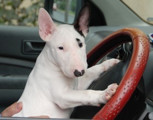 Create meme: west highland white terrier, snap, white dog