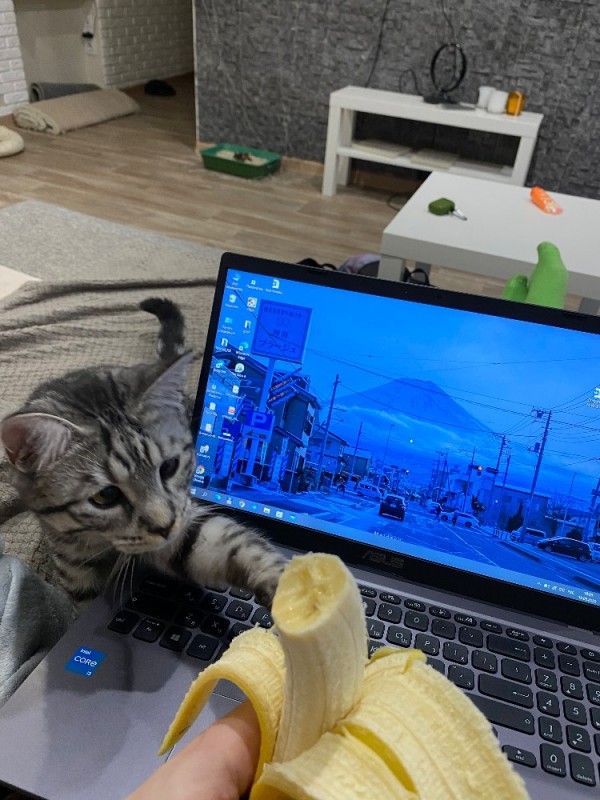 Create meme: my cat, seals , banana cat