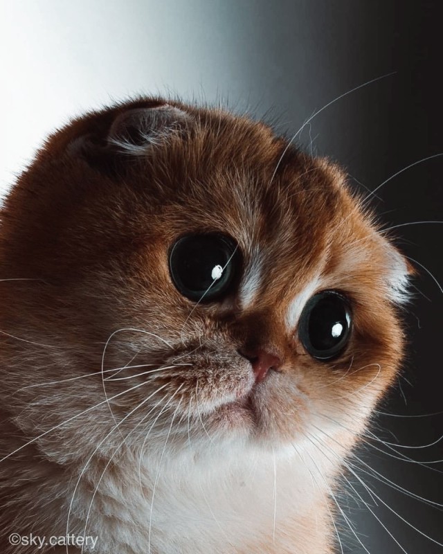 Create meme: plaintive cat, cute cat eyes