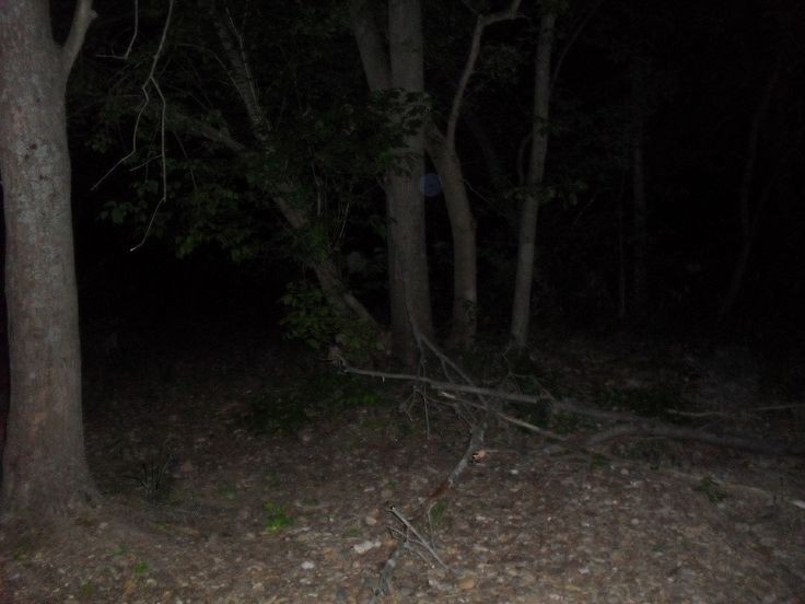 Create meme: night forest, dark forest, creature in the woods