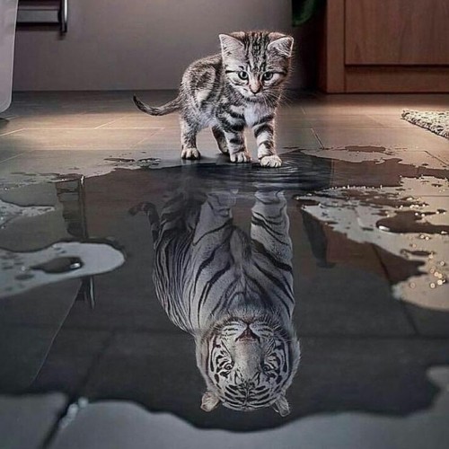 Create meme: a kitten in the reflection of a tiger, the cat in the reflection of the tiger, The cat in the shower is a tiger
