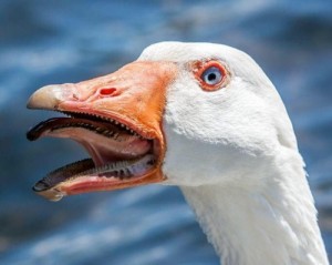 Create meme: Geese and geese, ha-ha-ha