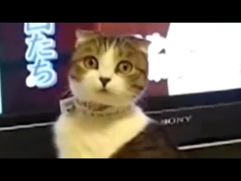 Создать мем: анимация кот в шоке, самые смешные кошки, офигевший кот