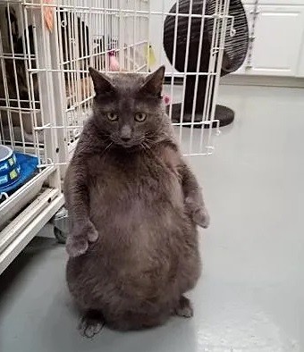 Создать мем: кот, очень толстые коты, самые толстые коты