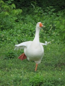 Create meme: goose home, duck and goose, goose