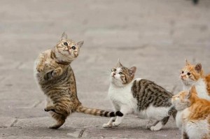 Create meme: dance lessons, cat, funny pets