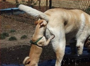 Создать мем: собаки обнюхивают друг друга