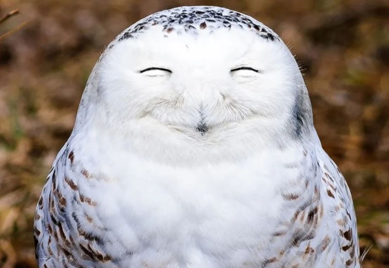 Create meme: snowy owl , funny owls, smiling animals 