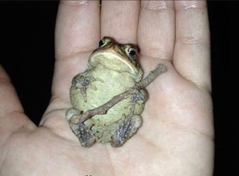 Create meme: toad , frog , the little frog 