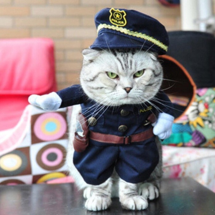 Создать мем: кот полицейский, костюм кошки, кот в полицейской форме