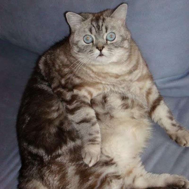 Создать мем: кот, толстые коты с надписями, кошечка