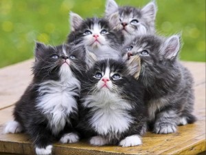 Создать мем: котята милые, много пушистых кошек, три пушистых кота семейство