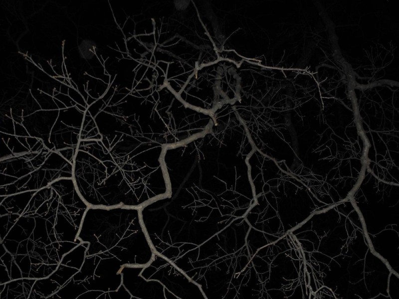 Create meme: tree branch, darkness, the tree at night 