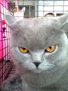 Create meme: avatars cat Prosecutor, blue cat, grey haired cat breed