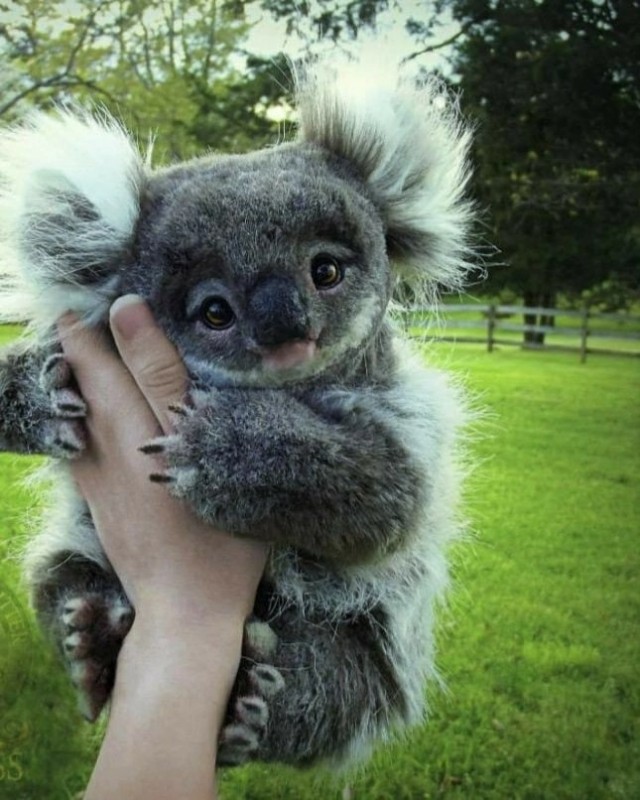 Создать мем: шпиц коала, детеныш коалы, koala