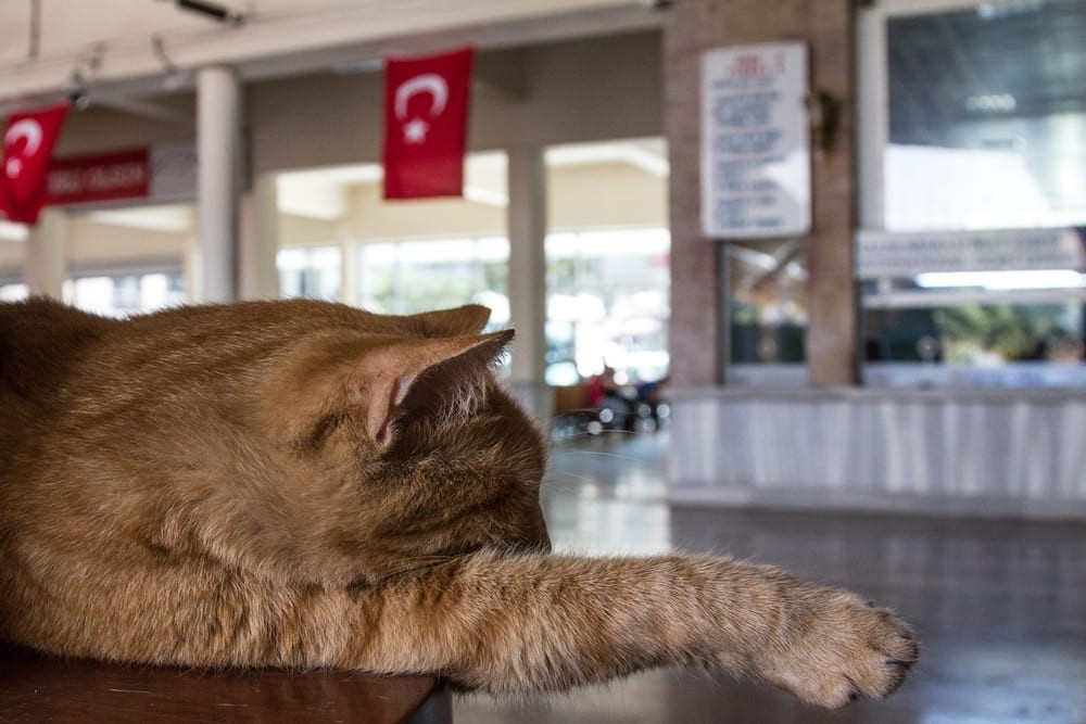 Create meme: the cat in the stall, cats in Istanbul, istanbul cats