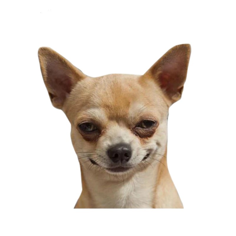 Create meme: Chihuahua puppy, chihuahua is evil, chihuahua