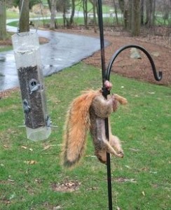 Create meme: squirrel meme, squirrel nut, squirrel hanging balls photo
