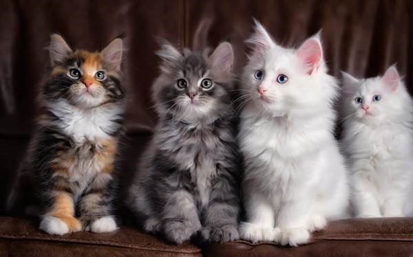 Создать мем: красивые кошки, котята, рэгдолл и мейн кун