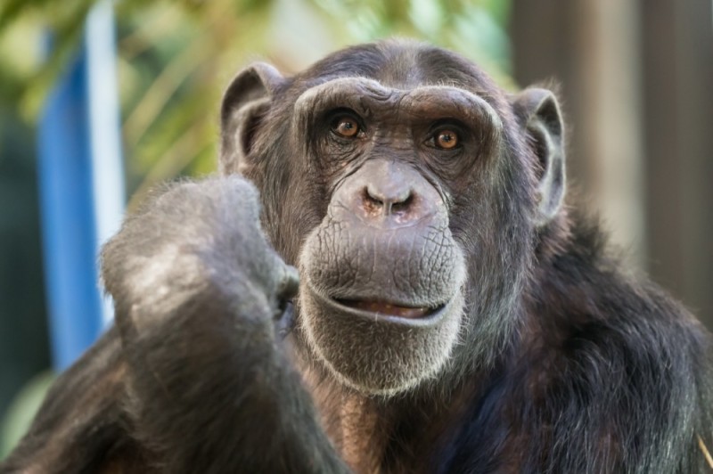 Создать мем: шимпанзе лицо, шимпанзе улыбается, обезьяна